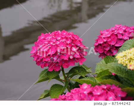 赤紫色のアジサイと梅雨時の用水路 87544242