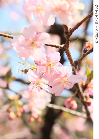 満開の桜　ふんわりの桜　サクラ　開花 87544462