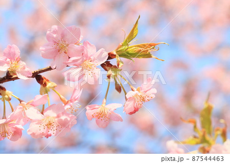 満開の桜　ふんわりの桜　サクラ　開花 87544463