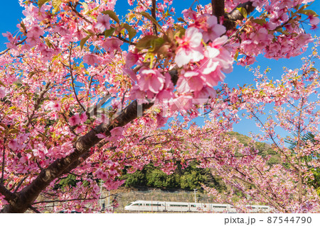 小田急ロマンスカーVSEと河津桜 87544790