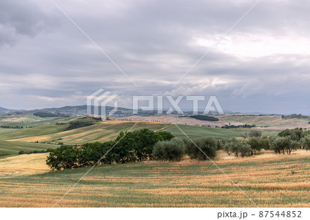 Endless Tuscan hills and ravines covered with yellow and green gras 87544852