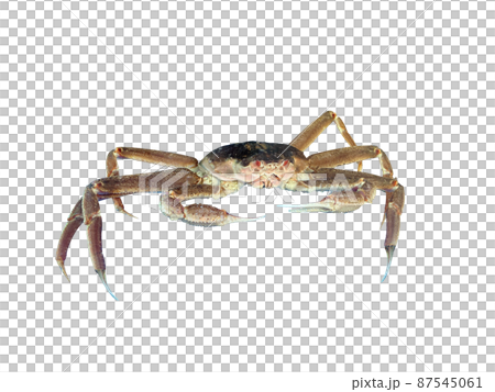 Snow crab, red crab, squid Snow crab, red crab, squid 87545061