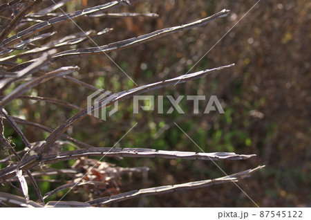 冬のニシキギ 87545122