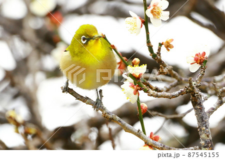 梅園に舞うメジロ 梅園に舞うメジロ 87545155