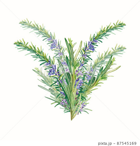 Rosemary Stock Illustrations – 56,398 Rosemary Stock Illustrations