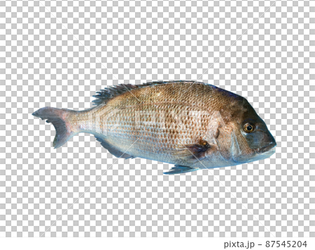 紅鯛魚、生魚片、Nuki 87545204