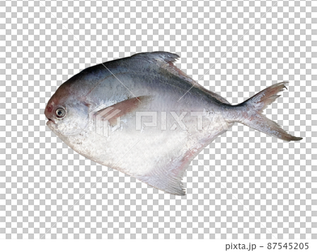 梭子魚, 魚, 魷魚 87545205