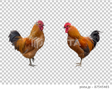 雞, 本地雞, nukki 87545465