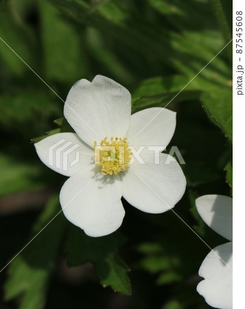 カナダアネモネの花 87545608