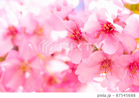 満開の河津桜 87545688