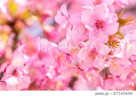 満開の河津桜 87545690