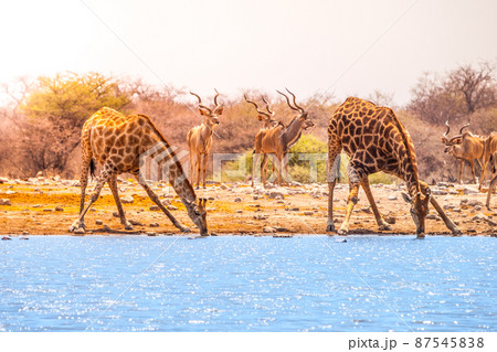 Two giraffes drinking water Two giraffes drinking water 87545838