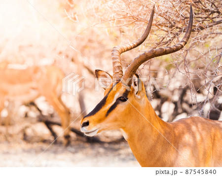 Impala portrait in natural habitat 87545840