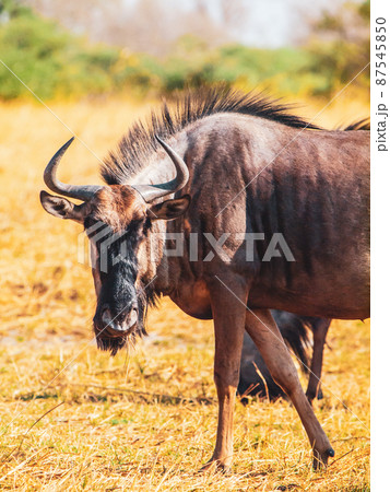 Blue wildebeest in african savanna Blue wildebeest in african savanna 87545850