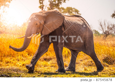 Elephant walks in the savanna 87545878