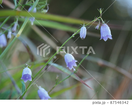 イワシャジンの花 87546342