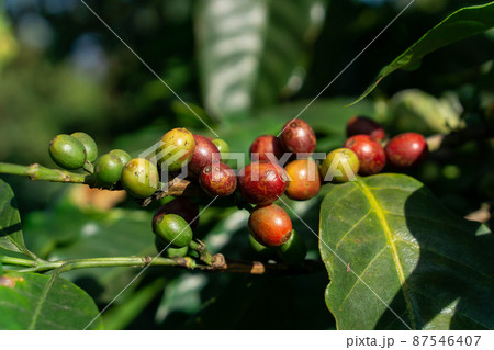 Coffee Crop, Plant, Crop - Plant, Fruit, Farmer 87546407