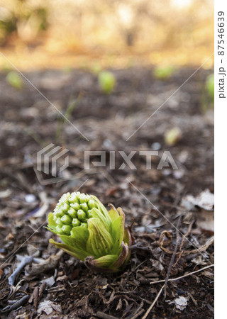 フキノトウ フキノトウ 87546639