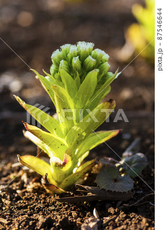 フキノトウ 87546644