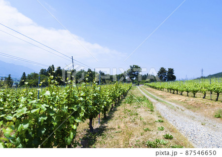 ブドウ畑　長野 87546650
