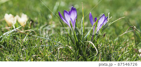 Blooming crocuses on a sunny day. 87546726