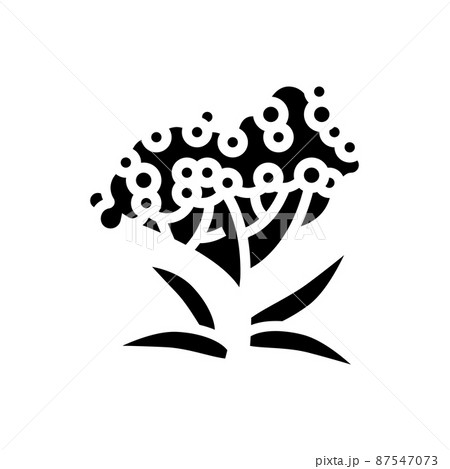 elderberry tree branch glyph icon vector illustration 87547073