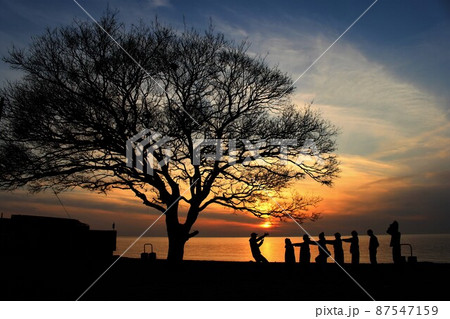 淡路島夕景の愉快な仲間たち 87547159