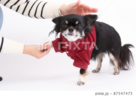 飼い主に洋服を着させられるブラックタンのロングコートチワワ 飼い主に洋服を着させられるブラックタンのロングコートチワワ 87547475