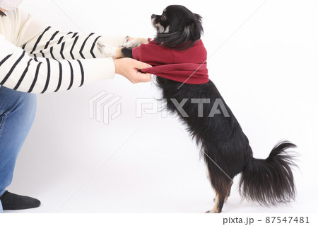 ブラックタンのロングコートチワワ が着ている赤い洋服を脱がせる飼い主 87547481