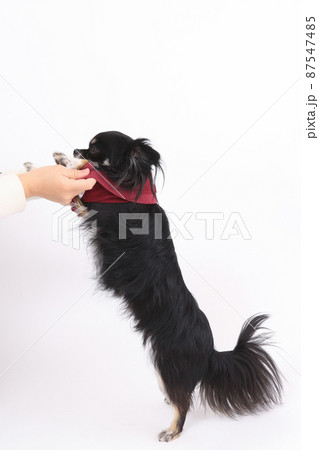 ブラックタンのロングコートチワワ が着ている赤い洋服を脱がせる飼い主 87547485