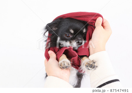 ブラックタンのロングコートチワワ が着ている赤い洋服を脱がせる飼い主 ブラックタンのロングコートチワワ が着ている赤い洋服を脱がせる飼い主 87547491