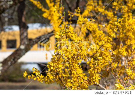 花の駅で有名なJR安野駅(現在は廃線)の春の風景です。広島県 87547911