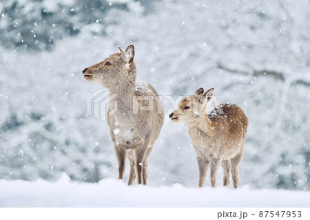 奈良の鹿 奈良の鹿 87547953