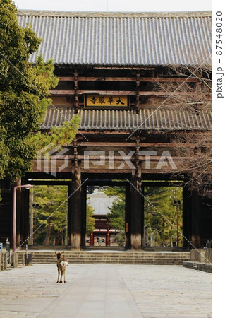 奈良の鹿 87548020