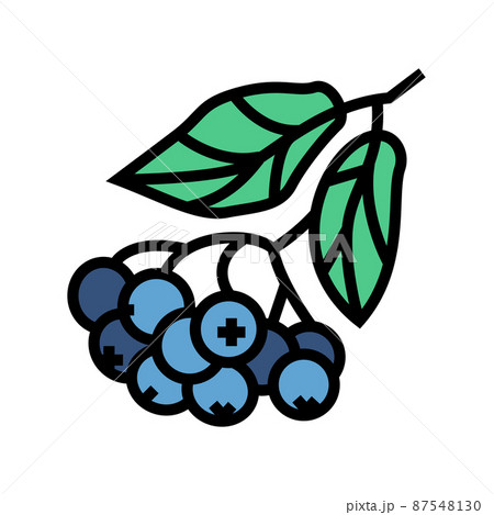 chokeberry berry branch color icon vector illustration chokeberry berry branch color icon vector illustration 87548130