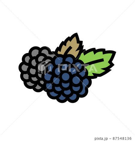 blackberry berry color icon vector illustration 87548136