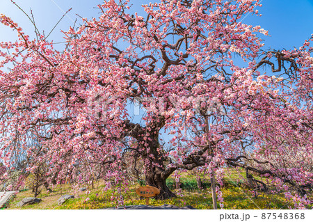 荒子公園、満開の梅〈愛知県名古屋市〉 荒子公園、満開の梅〈愛知県名古屋市〉 87548368