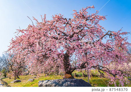 荒子公園、満開の梅〈愛知県名古屋市〉 87548370