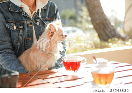 ドッグカフェで飼い主に抱っこをされて一緒にお茶をするロングコートチワワ ドッグカフェで飼い主に抱っこをされて一緒にお茶をするロングコートチワワ 87548389