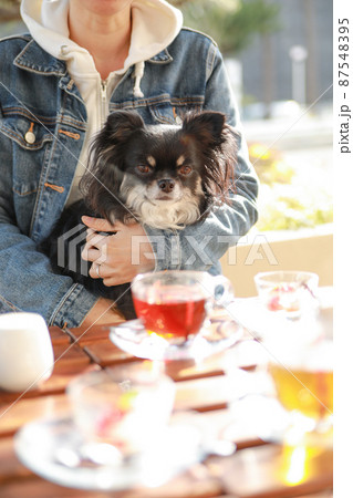 ドッグカフェで飼い主に抱っこをされて一緒にお茶をするロングコートチワワ ドッグカフェで飼い主に抱っこをされて一緒にお茶をするロングコートチワワ 87548395
