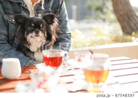 ドッグカフェで飼い主に抱っこをされて一緒にお茶をするロングコートチワワ  87548397