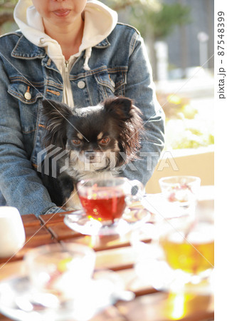 ドッグカフェで飼い主に抱っこをされて一緒にお茶をするロングコートチワワ ドッグカフェで飼い主に抱っこをされて一緒にお茶をするロングコートチワワ 87548399