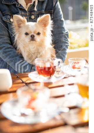ドッグカフェで飼い主に抱っこをされて一緒にお茶をするロングコートチワワ の写真素材