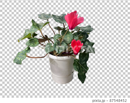 flowerpot, flower, succulent 87548452