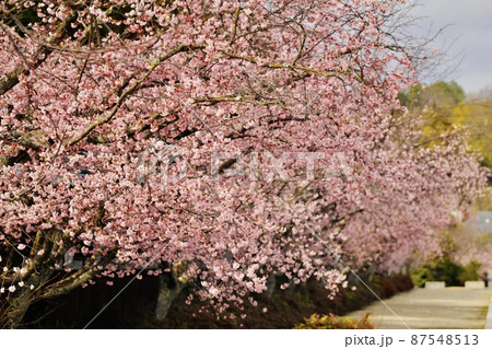 天理の桜 87548513