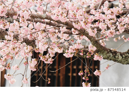 天理の桜 天理の桜 87548514