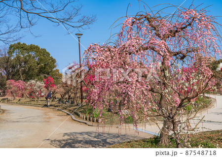 荒子公園、満開の梅〈愛知県名古屋市〉 87548718