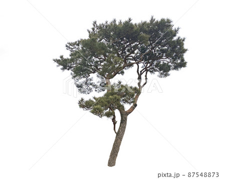 木 植物 葉 87548873