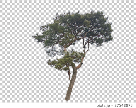 樹,透明背景,多汁 樹,透明背景,多汁 87548873