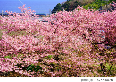 満開の河津桜とサフィール踊り子 87548876